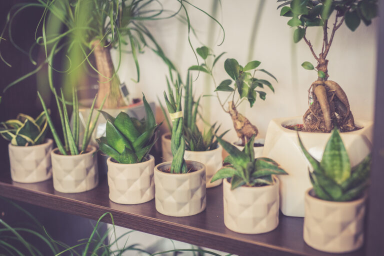 Piante da interno: 6 piante che migliorano a salute della tua casa